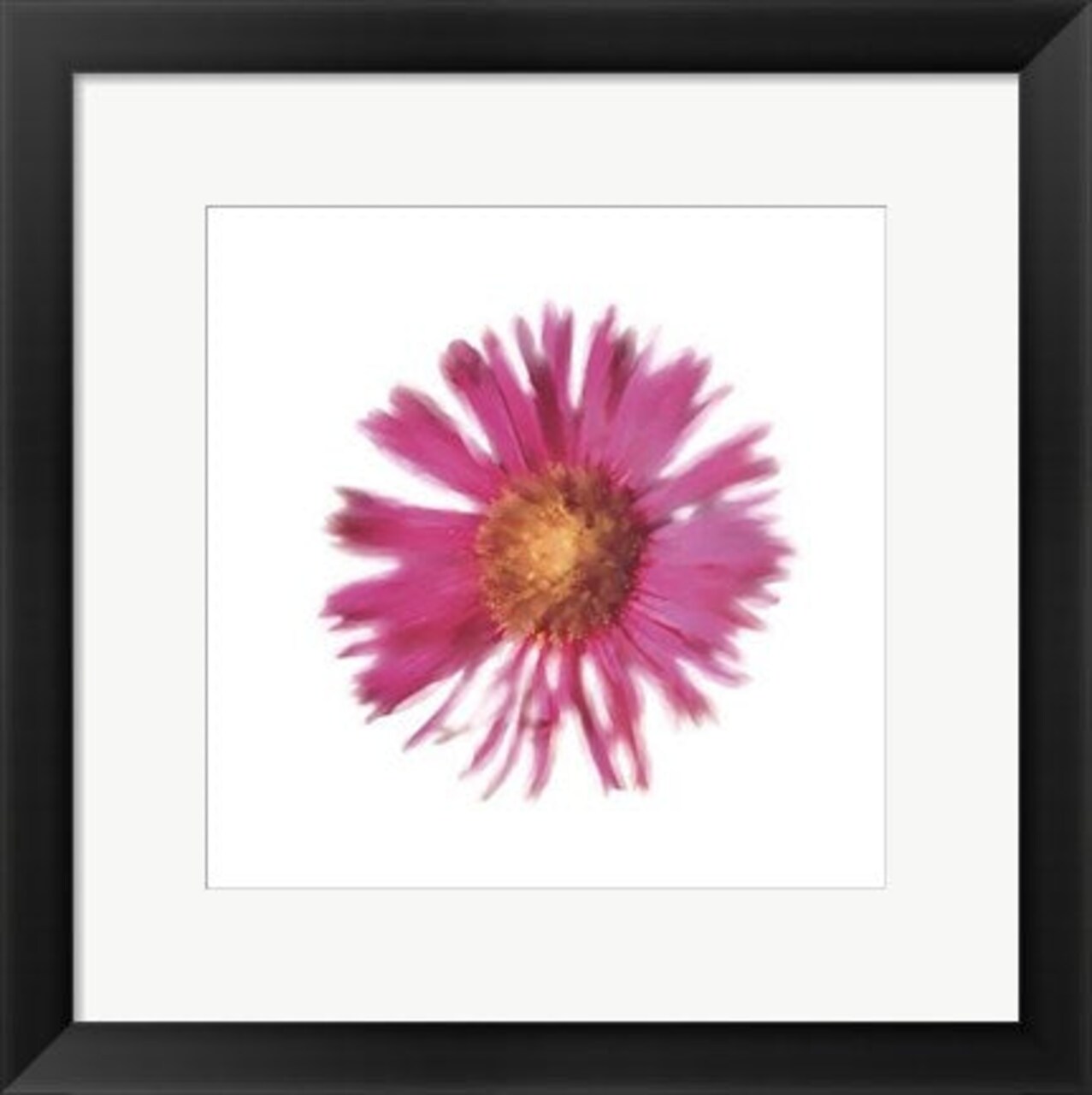 Framed Art Petales Roses III by Tasmin Phoenix 11 3/4 x 11 3/4